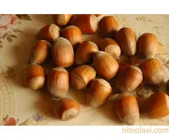 Stare sorte voca - Prvoklasne sadnice voca - 2