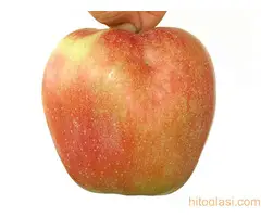 Stare sorte voca - Prvoklasne sadnice voca - 3