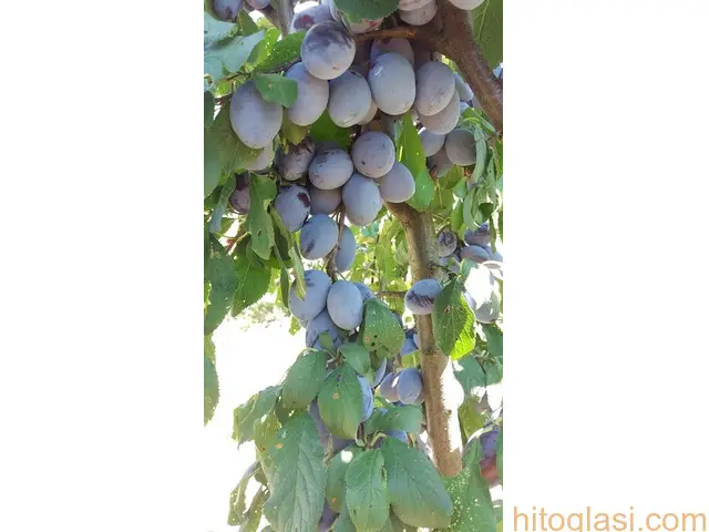 Stare sorte voca - Prvoklasne sadnice voca - 4
