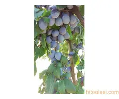 Stare sorte voca - Prvoklasne sadnice voca - Slika 4