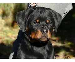 Rotvajler, muzjak ostenjen 05 05 2022. - 2