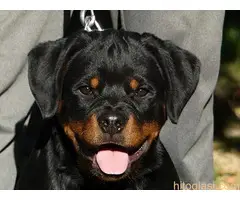 Rotvajler, muzjak ostenjen 05 05 2022. - 3