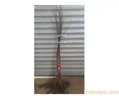 Sadnice lešnika - Sniženje 50% - 2