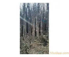 Sadnice lešnika - Sniženje 50% - 3