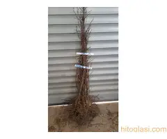 Sadnice lešnika - Sniženje 50% - 4