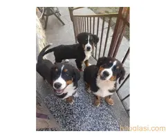 Prodajemo tri ženke planinskog psa oštenjene 13.05.2022. - 2