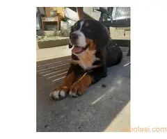 Prodajemo tri ženke planinskog psa oštenjene 13.05.2022. - 3