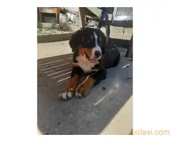 Prodajemo tri ženke planinskog psa oštenjene 13.05.2022. - 4