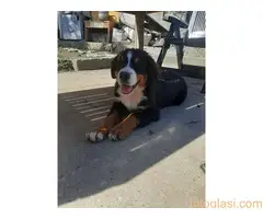 Prodajemo tri ženke planinskog psa oštenjene 13.05.2022. - 5