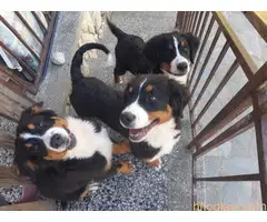 Prodajemo tri ženke planinskog psa oštenjene 13.05.2022. - 6