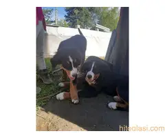 Prodajemo tri ženke planinskog psa oštenjene 13.05.2022. - 7