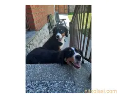 Prodajemo tri ženke planinskog psa oštenjene 13.05.2022. - 8