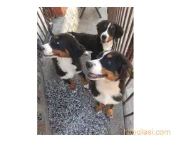 Prodajemo tri ženke planinskog psa oštenjene 13.05.2022. - 9