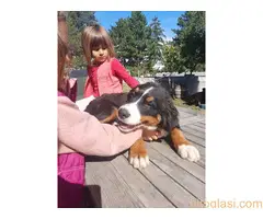 Prodajemo tri ženke planinskog psa oštenjene 13.05.2022. - 10