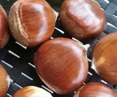 Kalemljeni kesten - prinos od 5 do 7 t po hektaru - 2