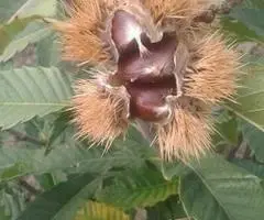 Kalemljeni kesten - prinos od 5 do 7 t po hektaru - 3