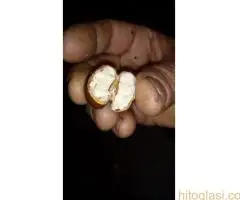 Kalemljeni kesten - prinos od 5 do 7 t po hektaru - 4