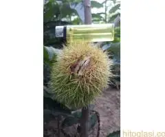 Kalemljeni kesten - prinos od 5 do 7 t po hektaru - 6