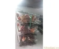 Kavezi za koke nosilje - proizvodnja i prodaja kaveza - 7