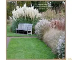 Pampast trava direktna proizvodnja - 2