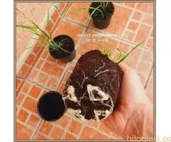 Pampast trava direktna proizvodnja - 3