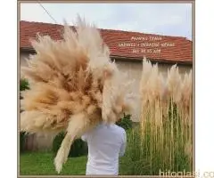 Pampast trava direktna proizvodnja - 4