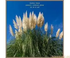 Pampast trava direktna proizvodnja - 6