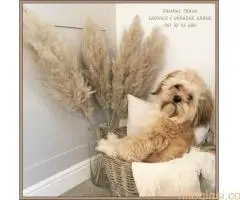 Pampast trava direktna proizvodnja - 9