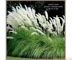 Pampast trava direktna proizvodnja - 10