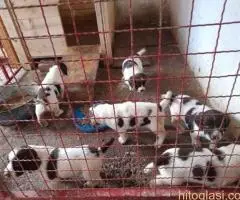 Špringer Španijel štenad - 2