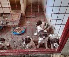 Špringer Španijel štenad - 3