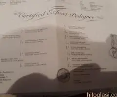 Špringer Španijel štenad - 4