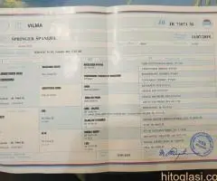 Špringer Španijel štenad - 5