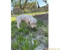 Dogo Argentino štenci - 2