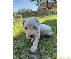 Dogo Argentino štenci - 3