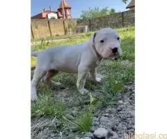 Dogo Argentino štenci - 4