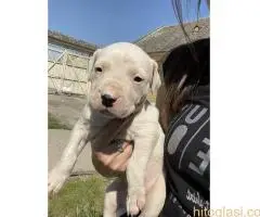 Dogo Argentino štenci - 5