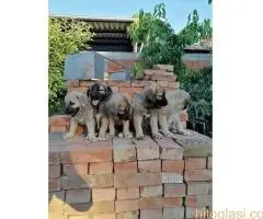 Turski Kangal, stenci - 3