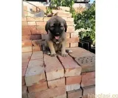 Turski Kangal, stenci - 5