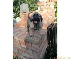 Turski Kangal, stenci - 6