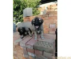 Turski Kangal, stenci - 8