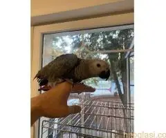 Zako papagaj,rucno hranjen