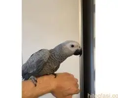 Zako papagaj,rucno hranjen - 2