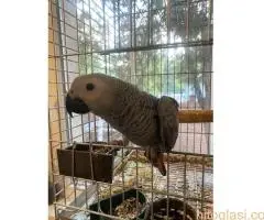 Zako papagaj,rucno hranjen - 3
