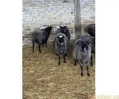 Romanovske ovce i siljegice - 3