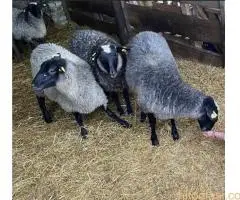 Romanovske ovce i siljegice - 6