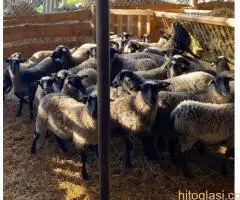 Romanovske ovce i siljegice - 7