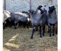 Romanovske ovce i siljegice - 8