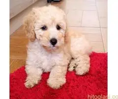 Ženka pudle na prodaju - 2