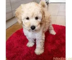 Ženka pudle na prodaju - 3